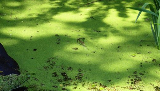 湖や池に大量発生した藻で作ったサンダルが登場。作れば作るほど水が綺麗に？