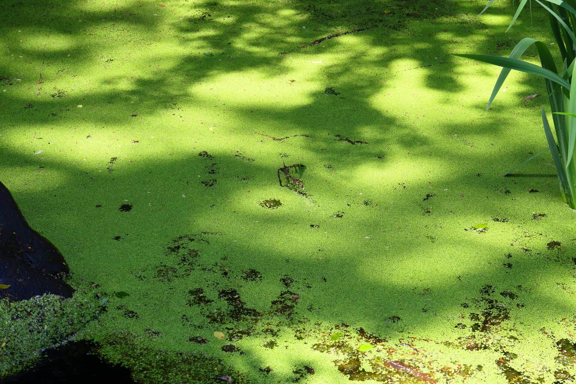 湖や池に大量発生した藻で作ったサンダルが登場。作れば作るほど水が綺麗に？
