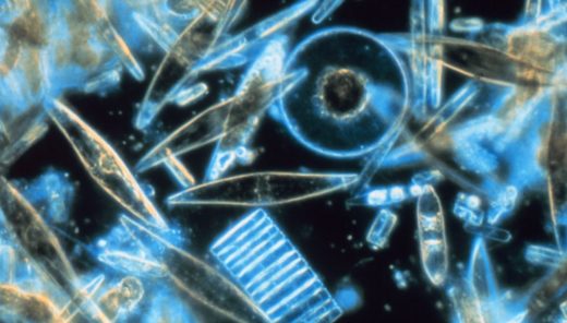 海洋の一次生産者の主役、珪藻の重要な遺伝子の発見