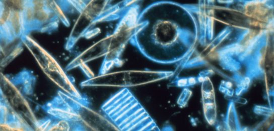 海洋の一次生産者の主役、珪藻の重要な遺伝子の発見