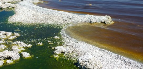 “死の湖”ソルトン湖におけるバイオ燃料生産の取り組み