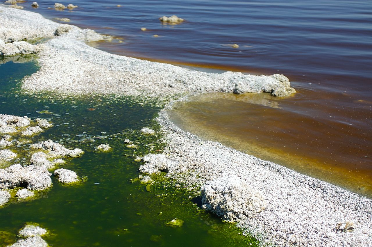 “死の湖”ソルトン湖におけるバイオ燃料生産の取り組み