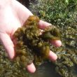 藻ガール尾張のわくわく藻探し -道端で発見！つかめる微細藻類「イシクラゲ」-