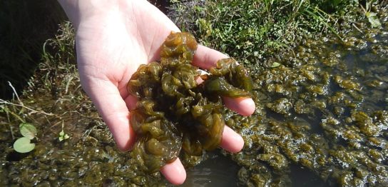 藻ガール尾張のわくわく藻探し -道端で発見！つかめる微細藻類「イシクラゲ」-
