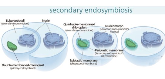 二次共生とは？-藻類多様性の謎-