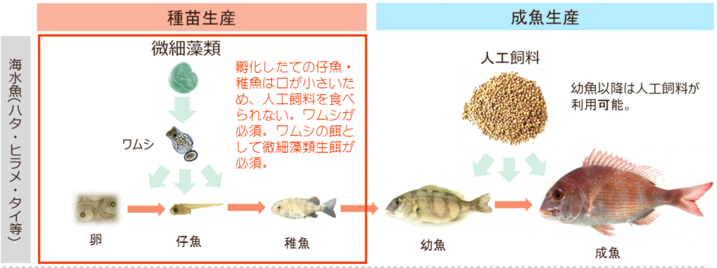 水産分野における藻類の利用 現状と将来性 Modia 藻ディア