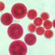 ヘマトコッカスとは？　-生物学的特徴とアスタキサンチンの生産-
