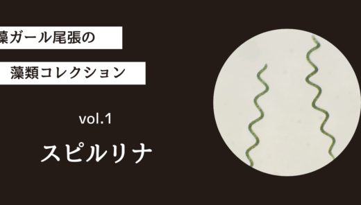 藻ガール尾張の藻類コレクション vol.1「スピルリナ」