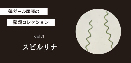 藻ガール尾張の藻類コレクション vol.1「スピルリナ」