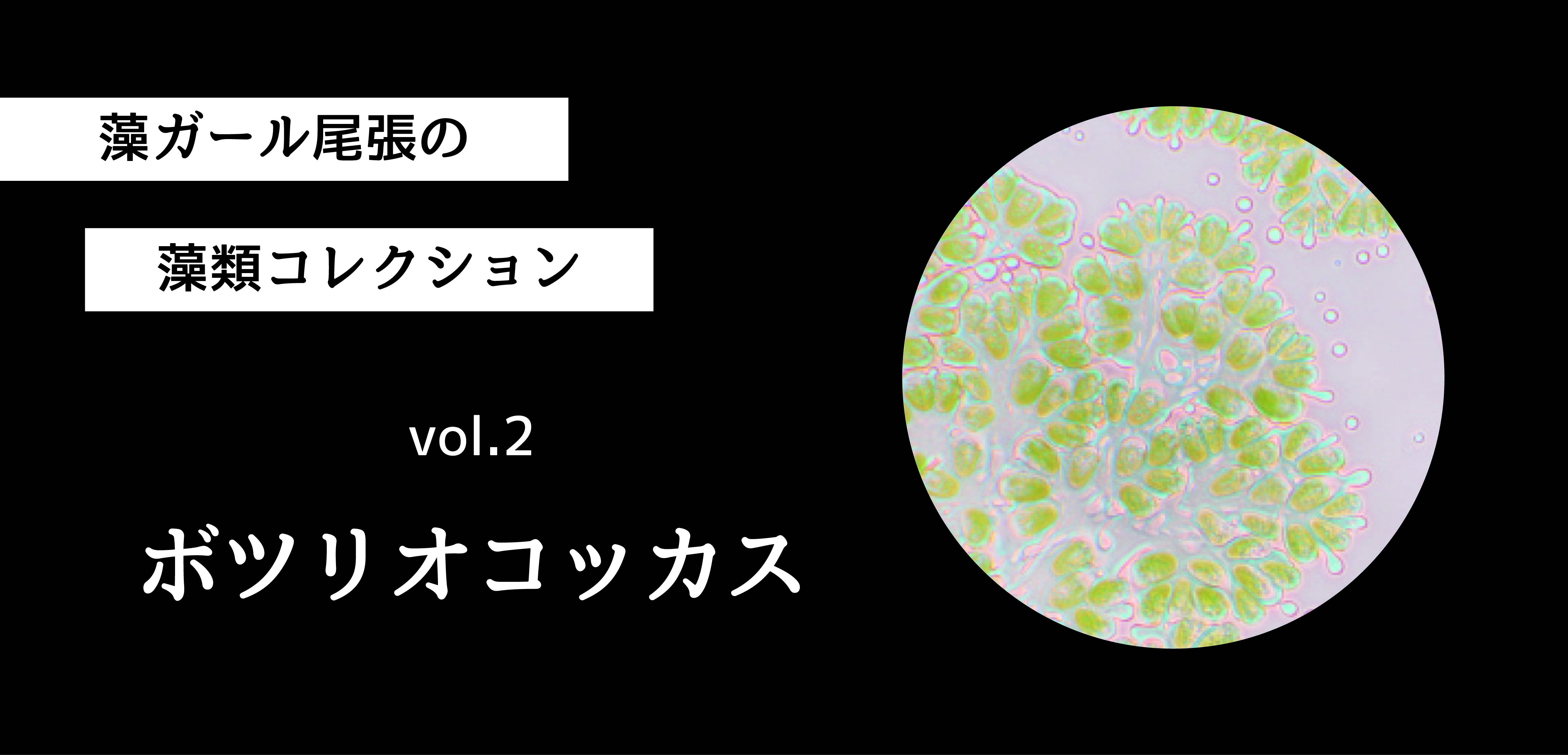 藻ガール尾張の藻類コレクション vol.2「ボツリオコッカス」