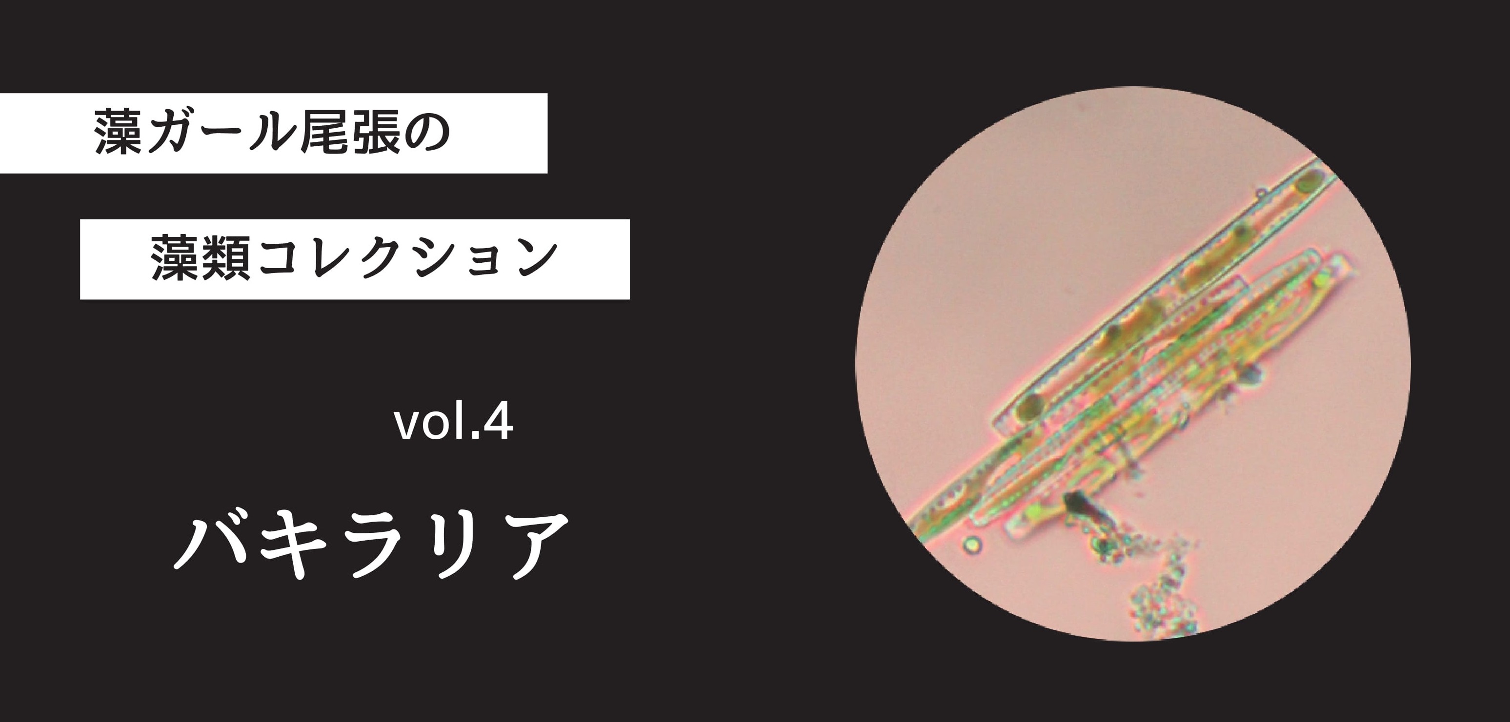 藻ガール尾張の藻類コレクション vol.4「バキラリア」