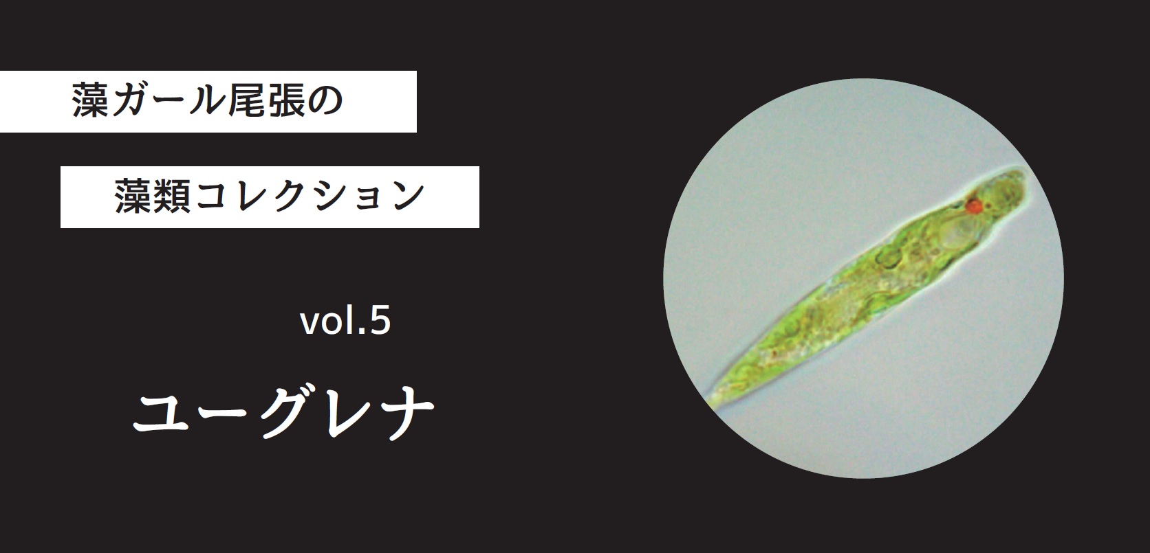 藻ガール尾張の藻類コレクション Vol 5 ユーグレナ Modia 藻ディア