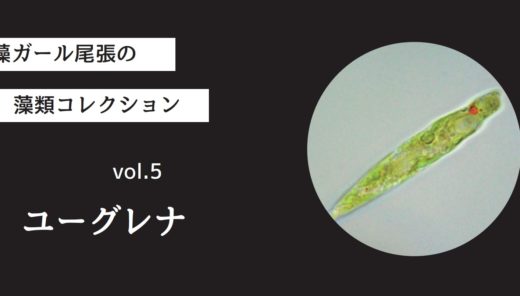 藻ガール尾張の藻類コレクション vol.5「ユーグレナ」