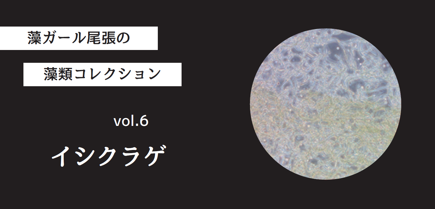 藻ガール尾張の藻類コレクション vol.6「イシクラゲ」