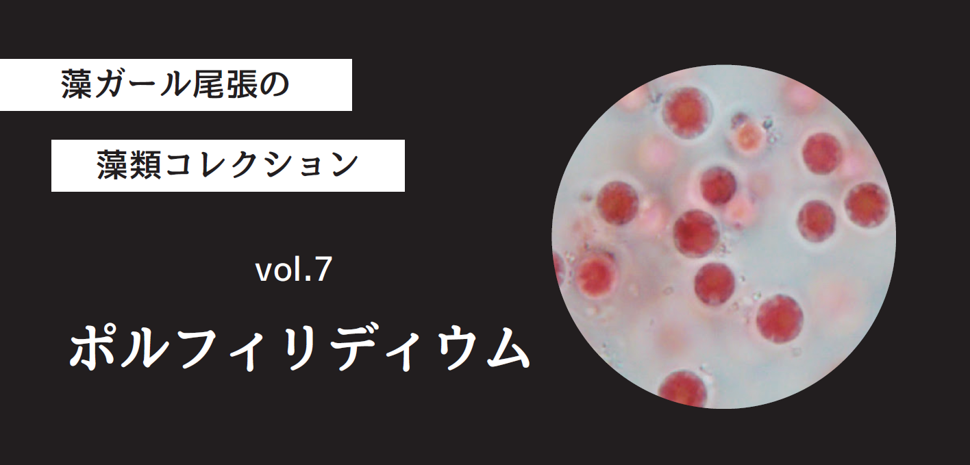 藻ガール尾張の藻類コレクション vol.7「ポルフィリディウム」