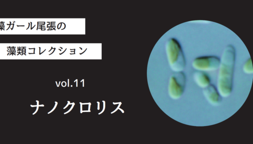 藻ガール尾張の藻類コレクション vol.11「ナノクロリス」