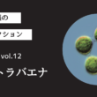 藻ガール尾張の藻類コレクション vol.12「テトラバエナ」