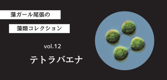 藻ガール尾張の藻類コレクション vol.12「テトラバエナ」