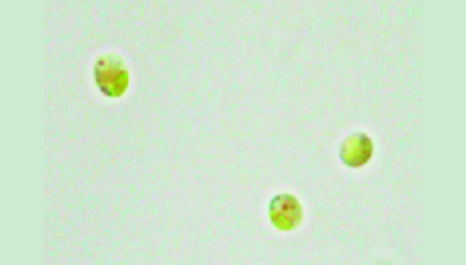 ナンノクロロプシスとは　-EPAを生産する藻類-