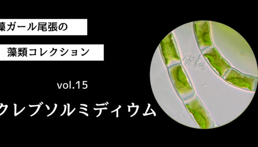 藻ガール尾張の藻類コレクション vol.15 クレブソルミディウム
