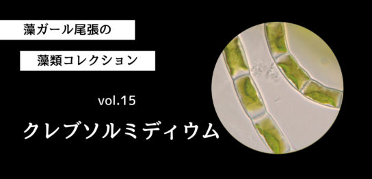 藻ガール尾張の藻類コレクション vol.15　クレブソルミディウム