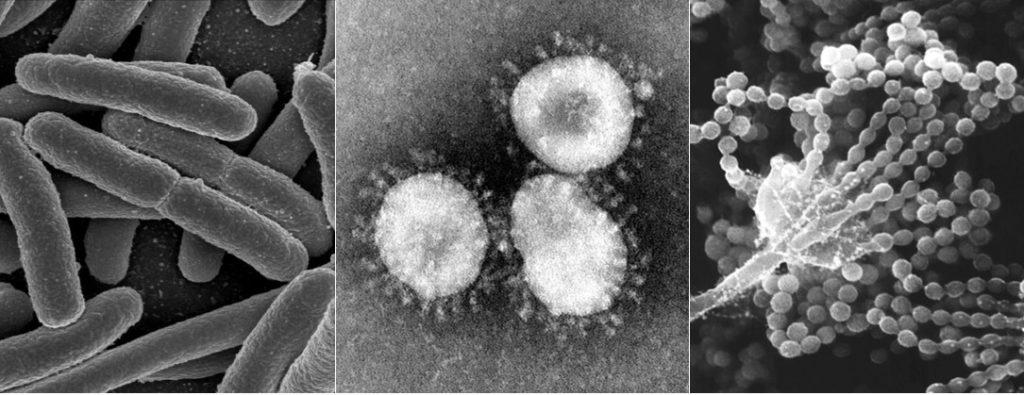 【バイオのプロが解説】ウイルスとは？似た症状でも治療方法が違うウイルス、細菌、真菌の違い Modia[藻ディア]