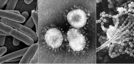 【バイオのプロが解説】ウイルスとは？-似た症状でも治療方法が違うウイルス、細菌、真菌の違い-